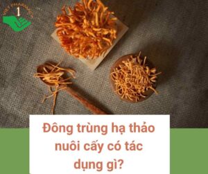 dong-trung-ha-thao-nuoi-cay-thumbnail