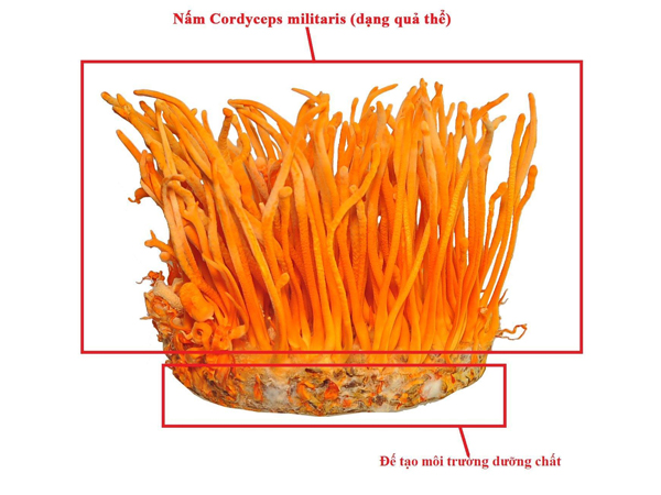 Đông trùng hạ thảo nhân tạo (nuôi cấy)