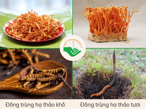 Đông trùng hạ thảo tươi và khô
