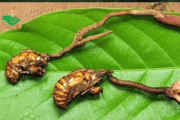 Những lưu ý quan trọng khi sử dụng loại thảo dược này