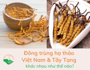 dong-trung-ha-thao-viet-nam-va-tay-tang-khac-nhau-nhu-the-nao-1