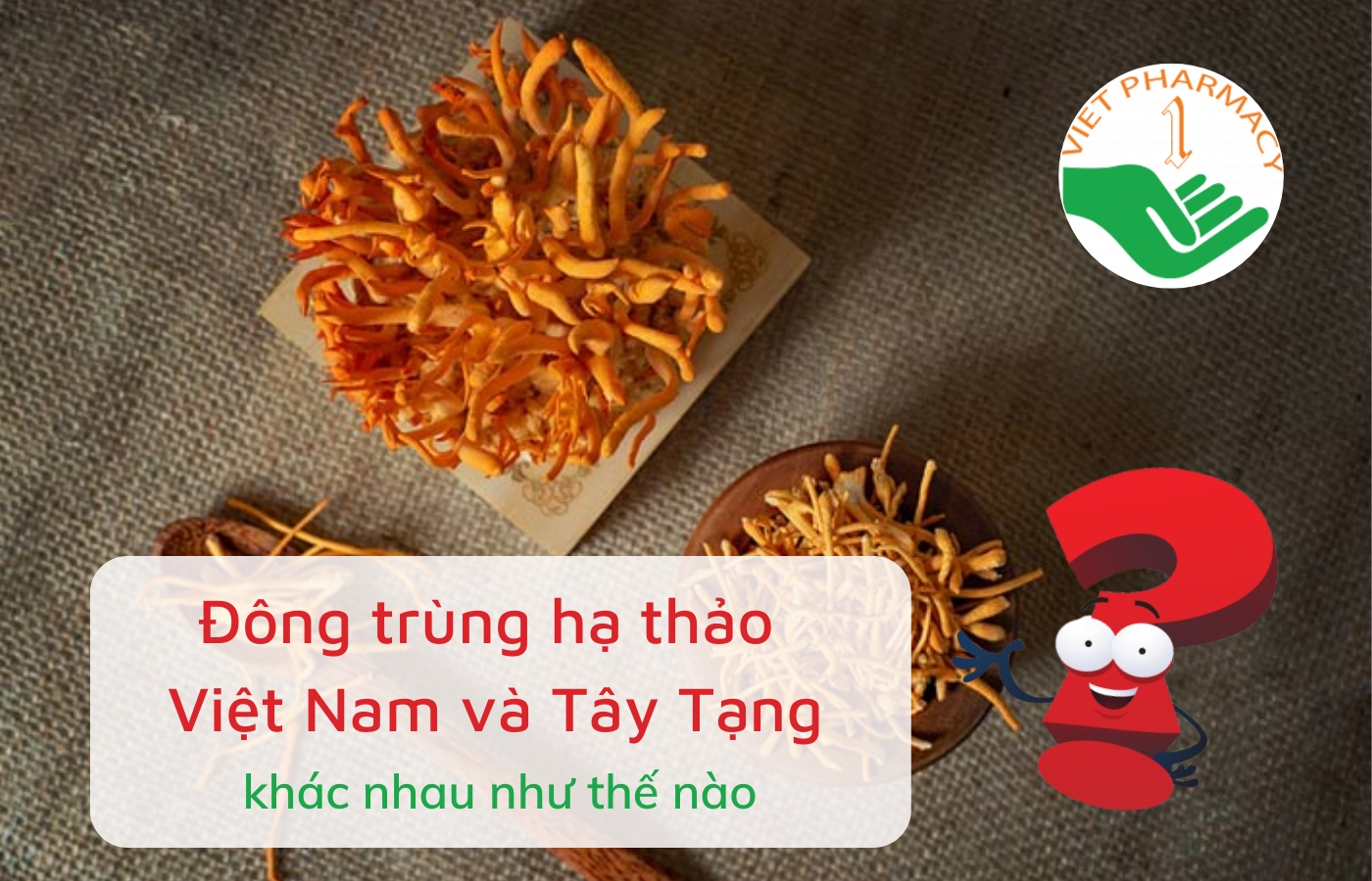 Đông trùng hạ thảo Việt Nam và Tây Tạng khác nhau như thế nào?