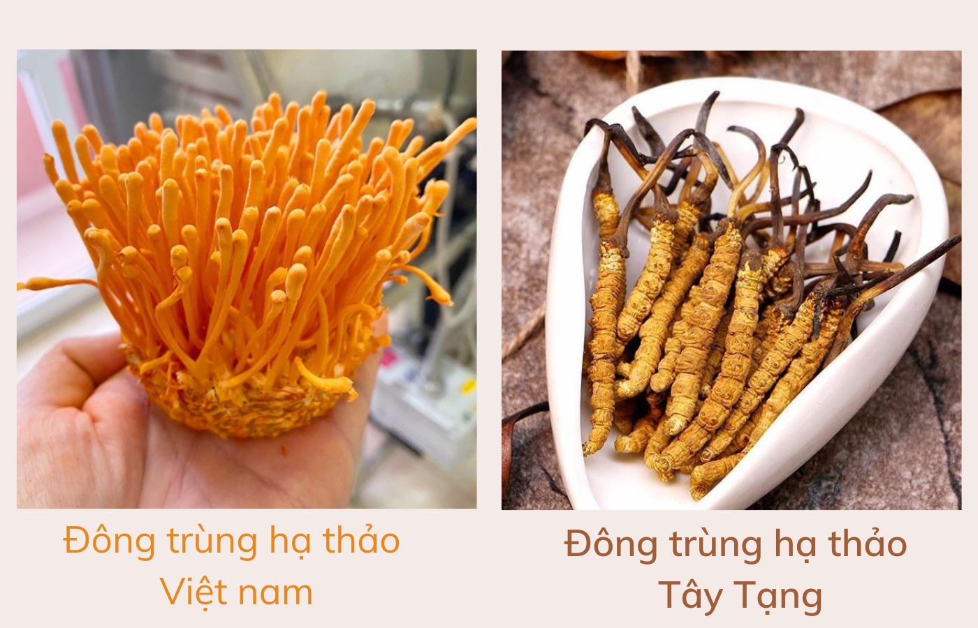 Đông trùng hạ thảo Việt Nam và Tây Tạng