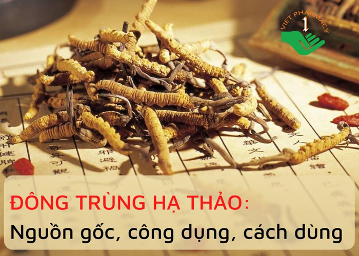 Đông trùng hạ thảo: nguồn gốc, công dụng và cách dùng