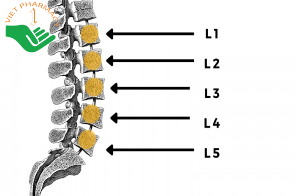 Đốt sống L4 và L5 là hai đốt sống cuối cùng của vùng thắt lưng
