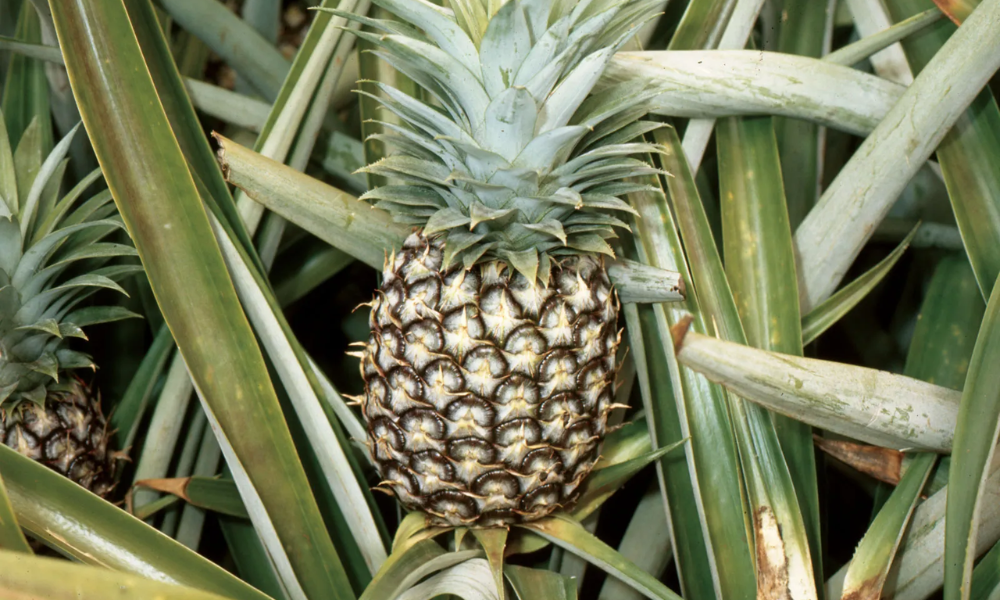Ăn dứa tươi là cách tốt nhất để nhận đủ bromelain và vitamin C vì cả hai đều bị phá hủy một phần khi nấu chín hoặc đóng hộp