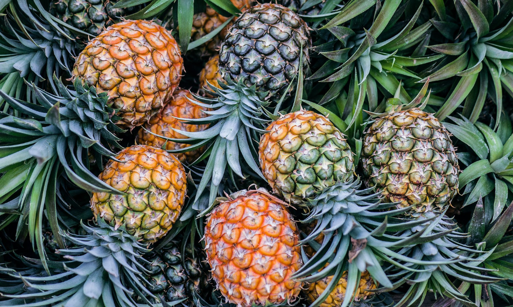 Bromelain trong dứa được sử dụng trong y học như một liệu pháp bổ trợ giúp giảm sưng, bầm tím và đau nhức sau chấn thương thể thao hoặc phẫu thuật.