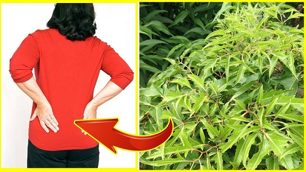 Lá đinh lăng chữa đau lưng do yếu tố thời tiết
