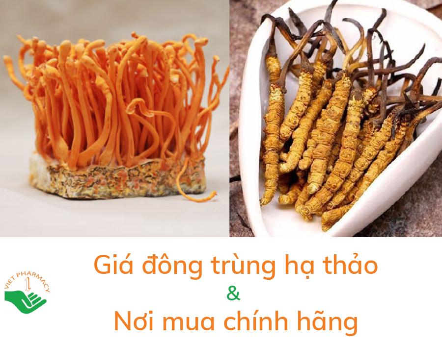 Đông trùng hạ thảo giá bao nhiêu? Mua đông trùng hạ thảo chính hãng ở đâu?