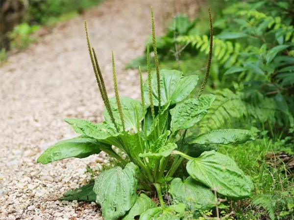 Không chỉ dùng như một loại rau, mã đề còn là vị thuốc lâu đời trong y học cổ truyền.