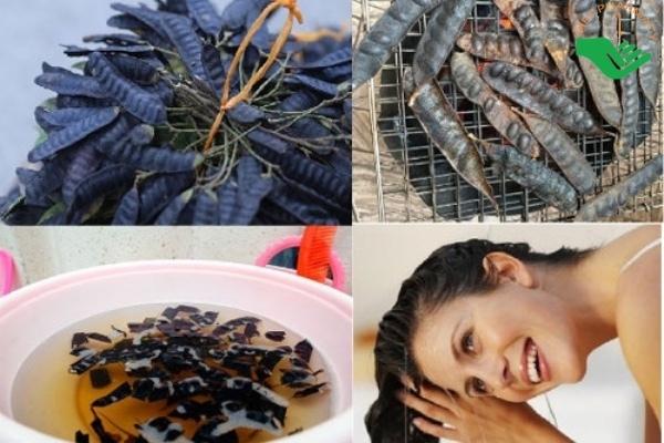 Gội đầu bằng bồ kết