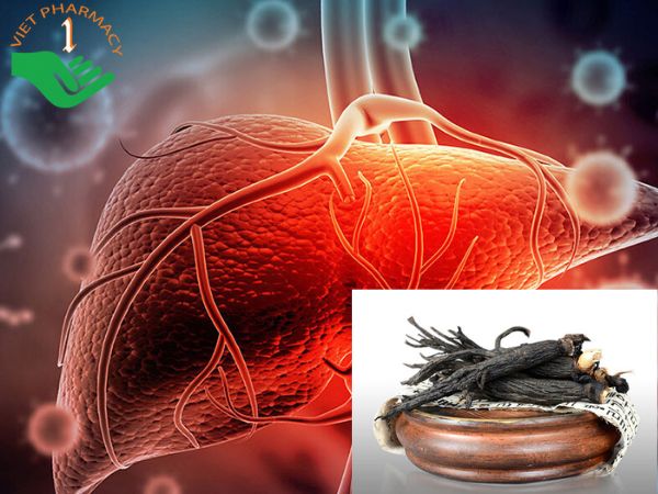 Hắc sâm có khả năng thải độc gan tốt