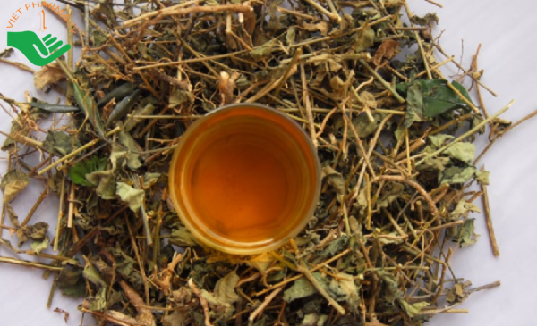 Hãm nước cà gai leo