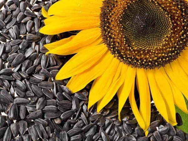 Hạt hướng dương - Thực phẩm giàu vitamin E