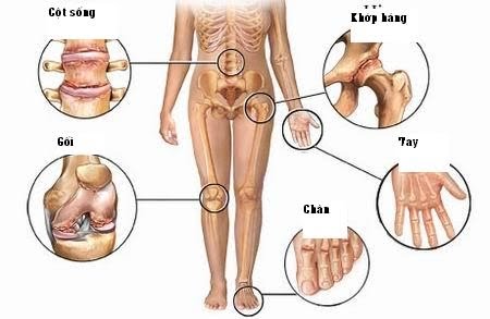 Xương và sụn khớp không phải là cấu trúc cứng nhắc, bất biến. Chúng liên tục được tái tạo và phục hồi mỗi ngày