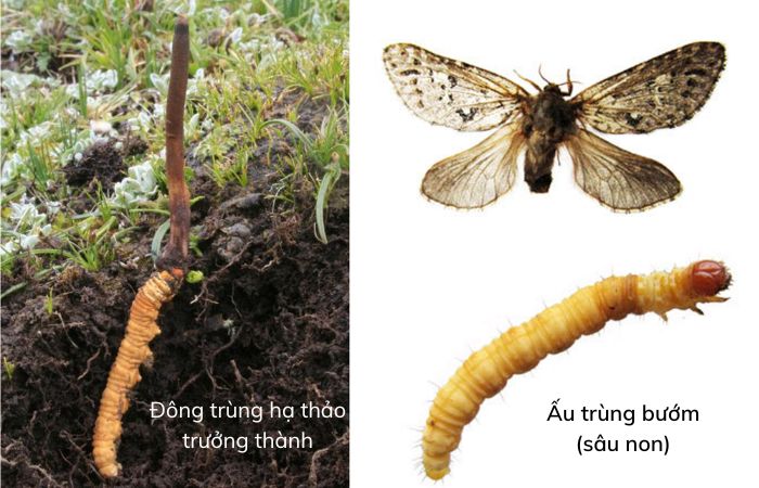 Đông trùng hạ thảo tự nhiên
