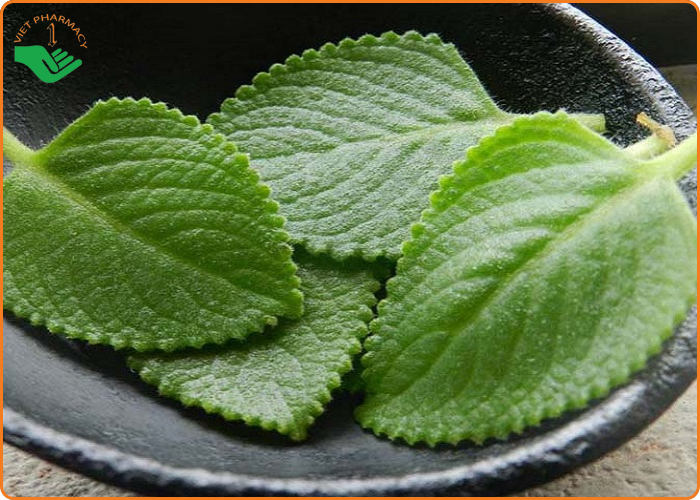 Húng chanh cũng là một loại thảo dược chữa ho hiệu quả