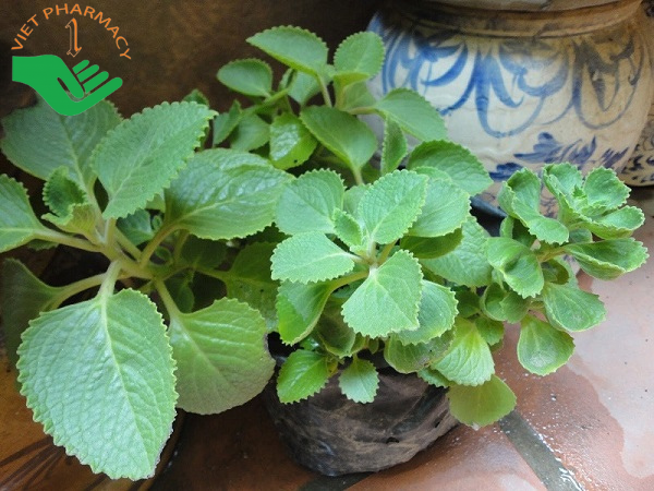 Húng chanh trị ho hiệu quả