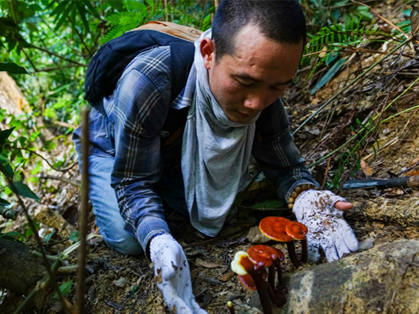 Khai thác Nấm linh chi lim xanh Quảng Nam