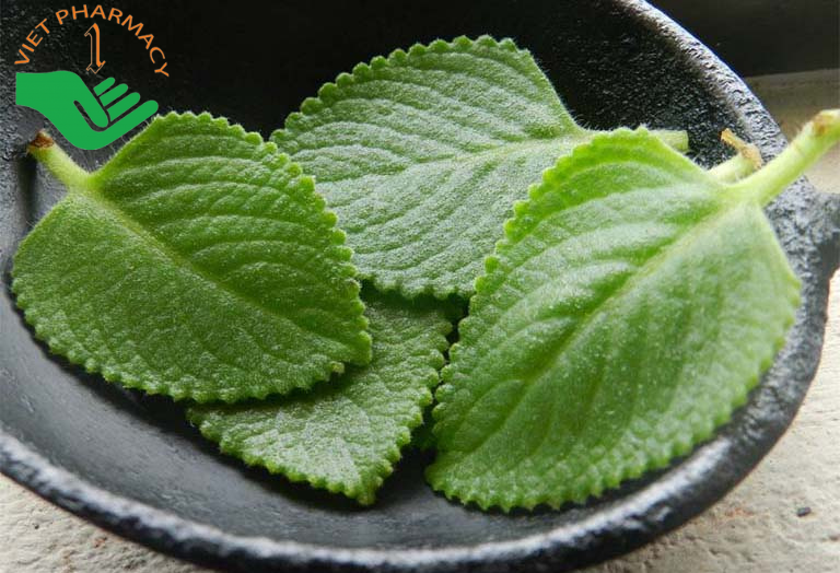 Lá húng chanh kết hợp với rượu trắng trị ho