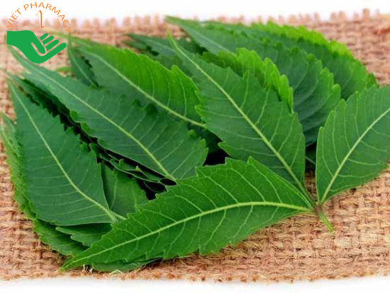 Lá sầu đâu