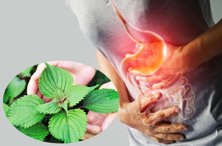 Lá tía tô hỗ trợ tiêu hoá