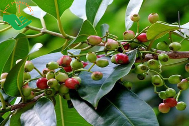 Lá vối