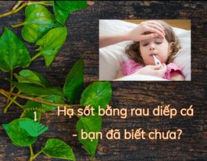 meo-ha-sot-bang-rau-diep-ca