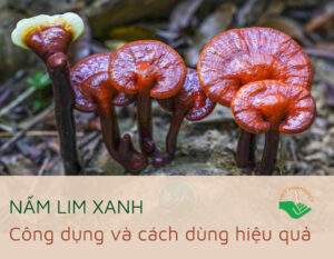 nam-lim-xanh-cong-dung-va-cach-dung