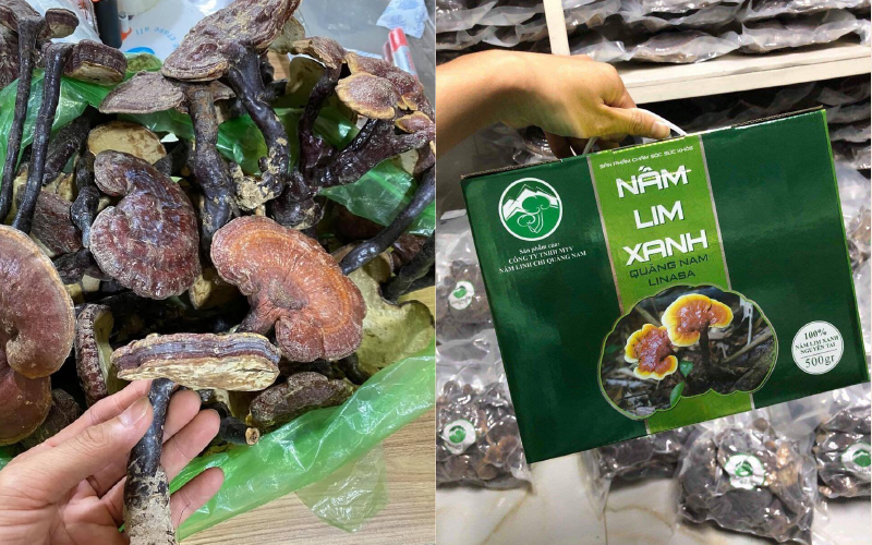 Nấm lim xanh Quảng Nam Linasa