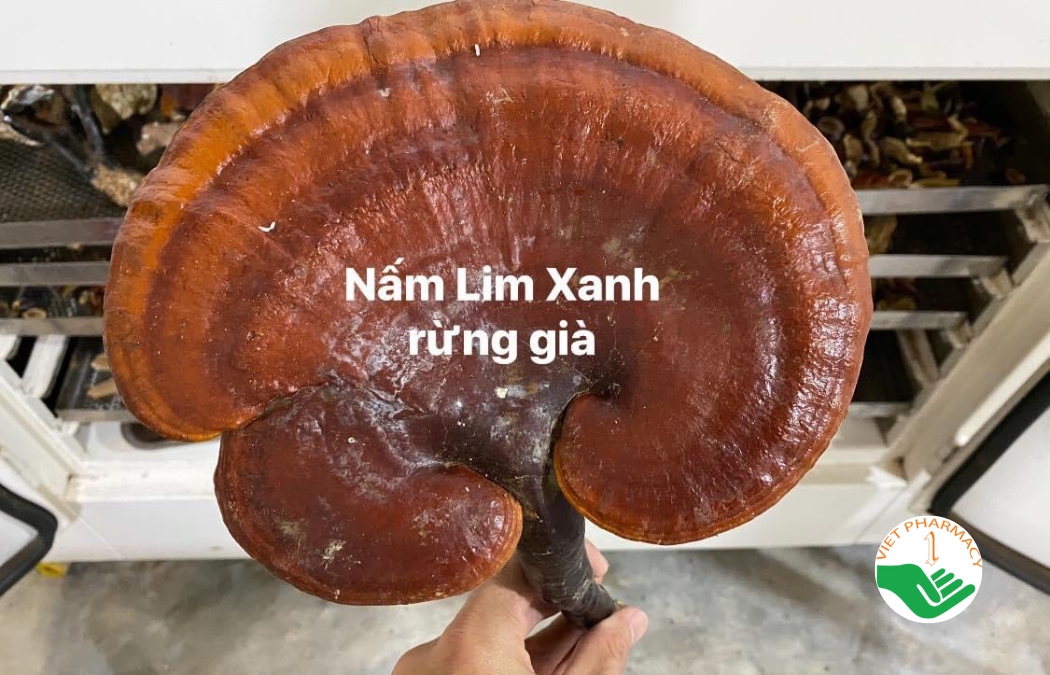 Nấm lim xanh rừng già