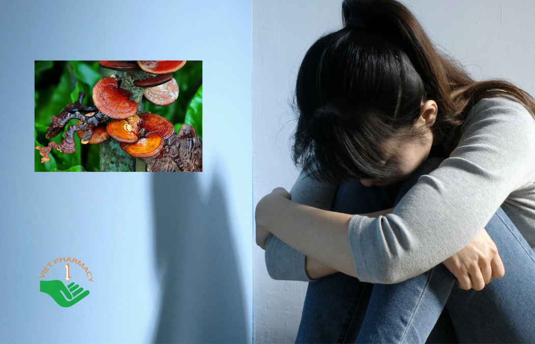 Nấm linh chi giúp giảm mệt mỏi và trầm cảm ở phụ nữ