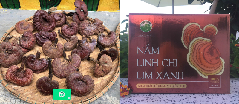 Nấm linh chi lim xanh Quảng Nam