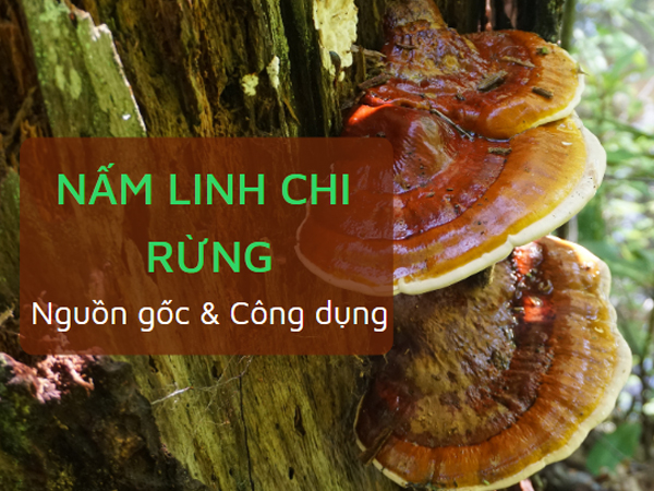 Nguồn gốc và tác dụng của nấm linh chi rừng