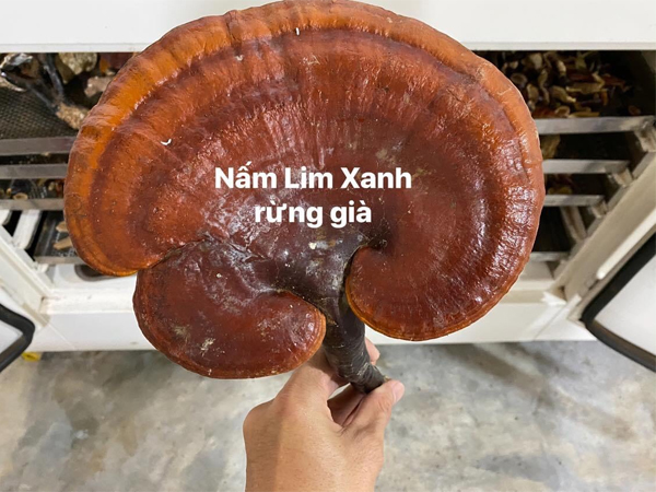 Nấm linh chi lim xanh Quảng Nam - Nấm linh chi rừng già