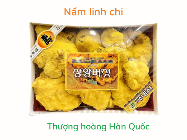 Nấm linh chi thượng hoàng Hàn Quốc
