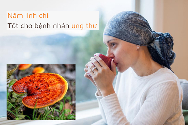Nấm linh chi tốt cho bệnh nhân ung thư