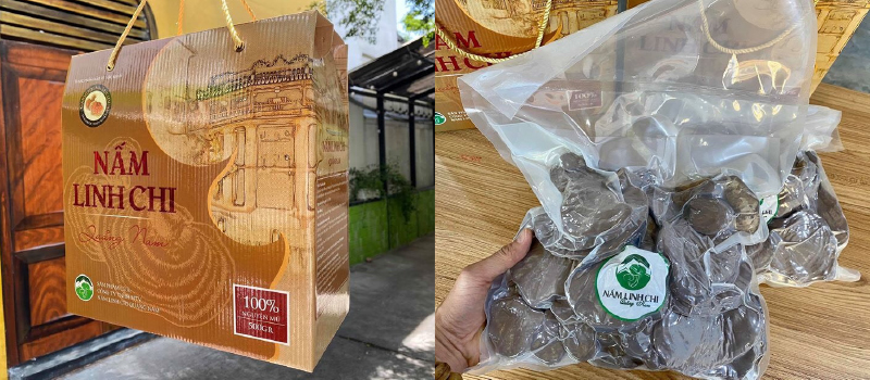 Nấm linh chi trồng Quảng Nam
