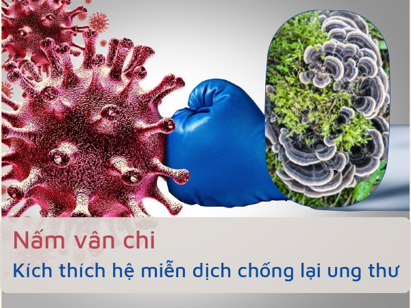 Nấm vân chi kích thích hệ miễn dịch để chống lại ung thư