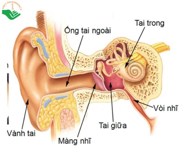 Ngăn cách giữa tai ngoài và tai giữa là màng nhĩ