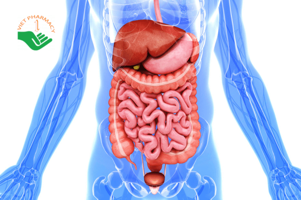 Sơ đồ nội tạng người