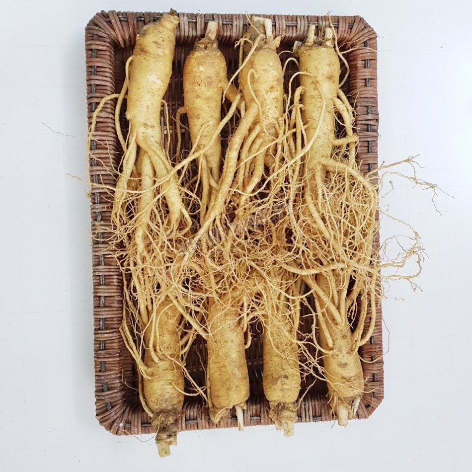 nhan-sam-tuoi-han-quoc Nhân sâm tươi Hàn Quốc