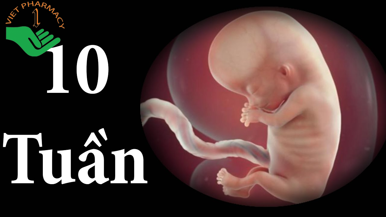 Các cơ quan chính của cơ thể đã hình thành khi thai nhi được 10 tuần tuổi