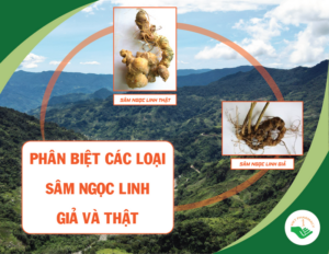 phan-biet-cac-loai-sam-ngoc-linh-gia-va-that
