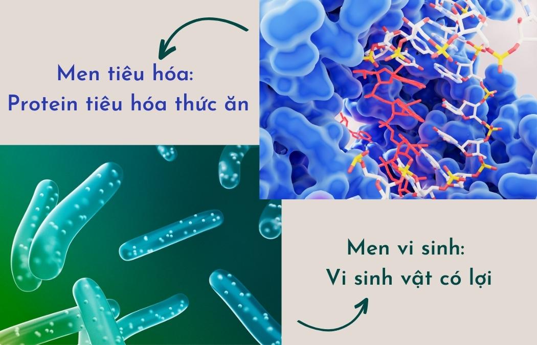 Phân biệt men vi sinh và men tiêu hóa