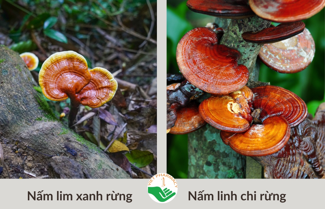 Phân biệt nấm lim xanh rừng và các loại nấm khác