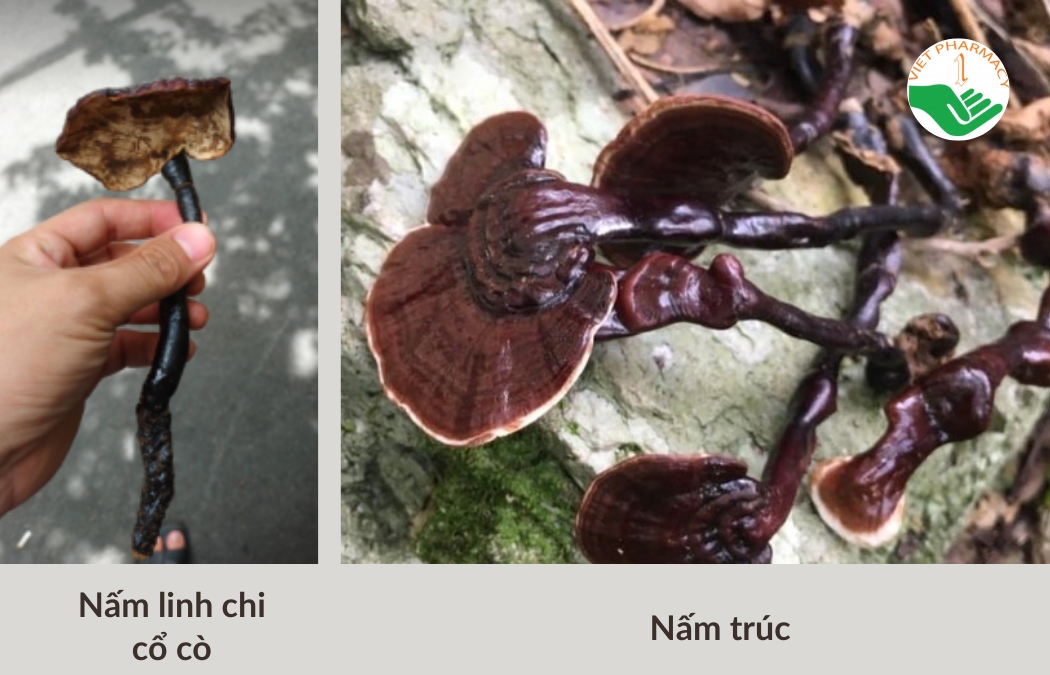 Phân biệt nấm lim xanh rừng và các loại nấm khác