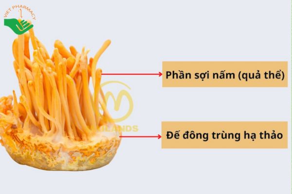 Phần đế đông trùng là phần dưới đáy của đông trùng hạ thảo