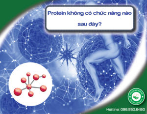 protein-khong-co-chuc-nang-nao-sau-day-1