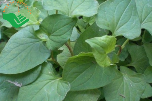 Rau diếp cá